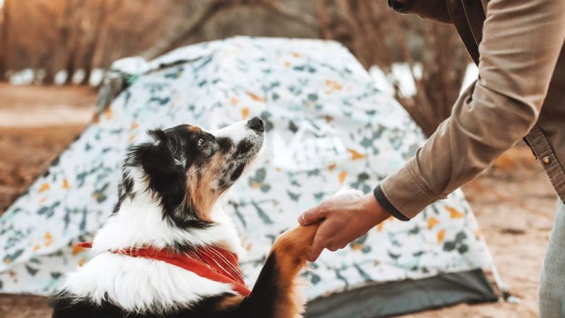 chien camping
