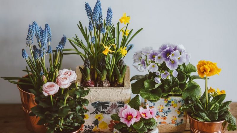 fleurs d'intérieur